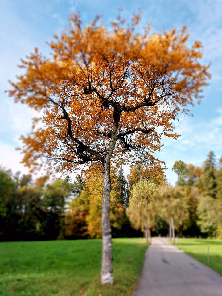 Photo of autumn trees in Switzerland