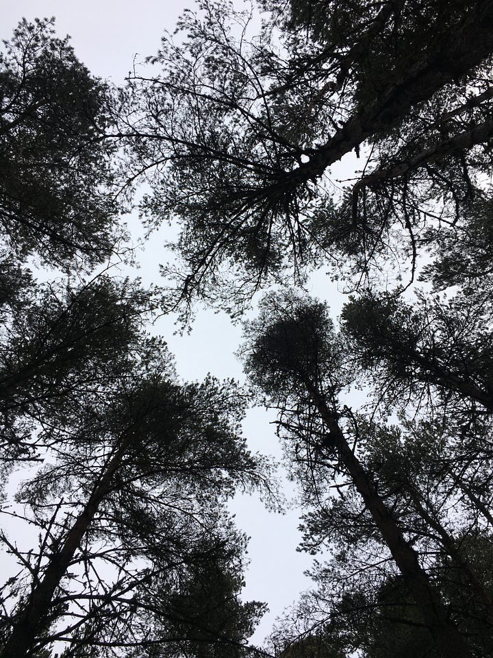 Images: 1. looking up to the top of the Scots pine trees; 2. Loch Garten just after 12pm with the sun trying to rise behind; 3. me looking pleased following a two-minute swim, with sun shining behind and glistening on the beads of water on my skin; 4. a robin peers at me from a tree.