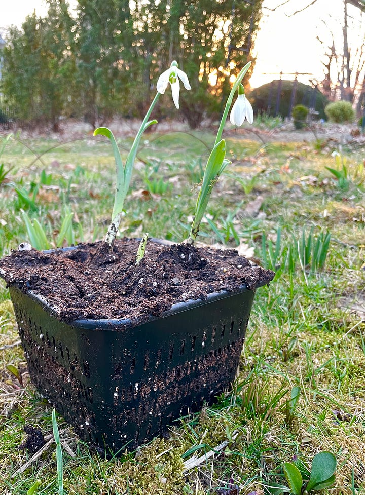 Galathus 'Cedric's Prolific' is one of the last to bloom this year, and I have these bulbs potted up in an aquatic basket to protect them in the Birch Walk from voles and compaction..