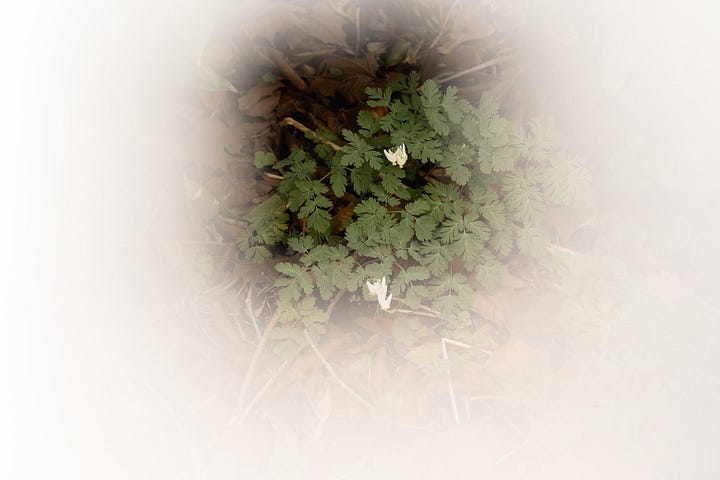 spring ephemerals, native plants, pennsylvania