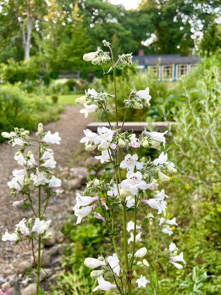 Penstemon are another favorite of the bees in the Cottage Garden and the Ruin garden. The white is native Penstemon digitalis
