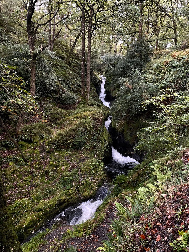 photos of hike in forest, ferns and small waterfall