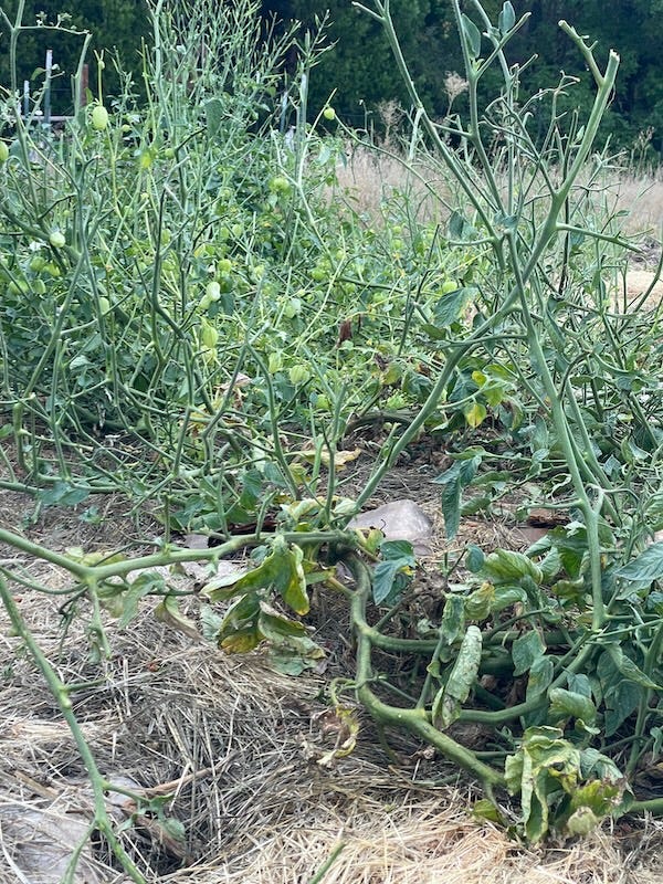 Left photo shoes tomato vines growing along the ground with leaves and tomatoes. Right photos shows same vines stripped of leaves and tomatoes.