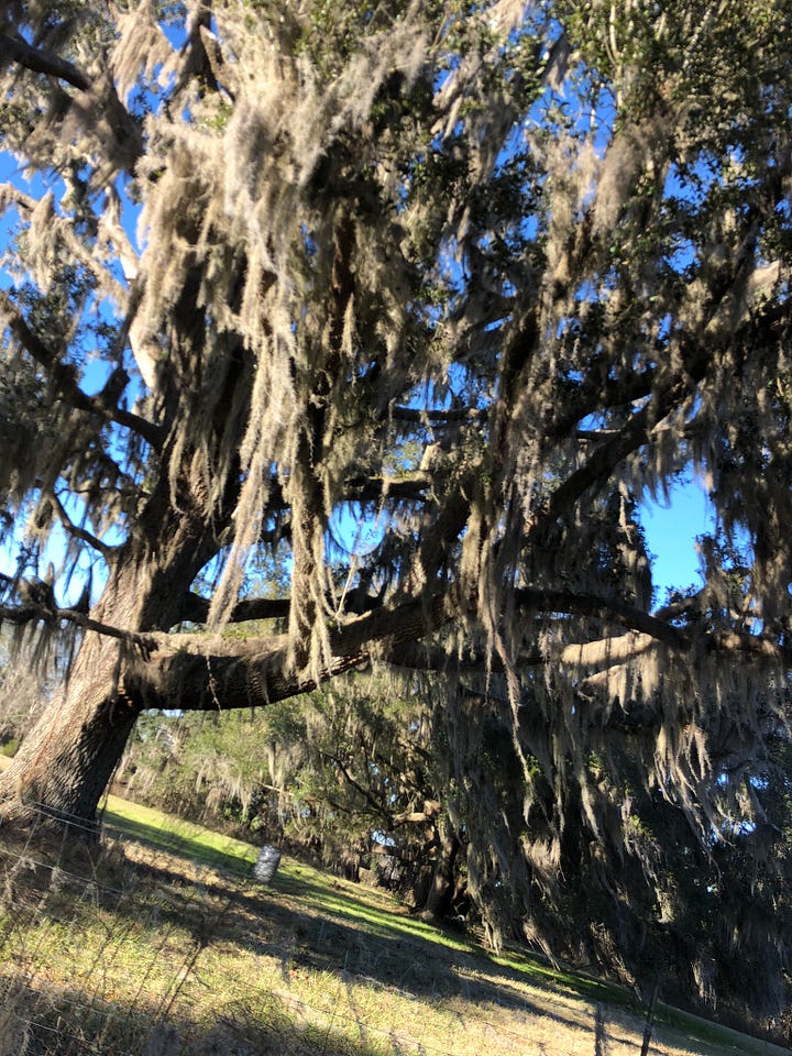 Spanish moss is not a detriment to trees