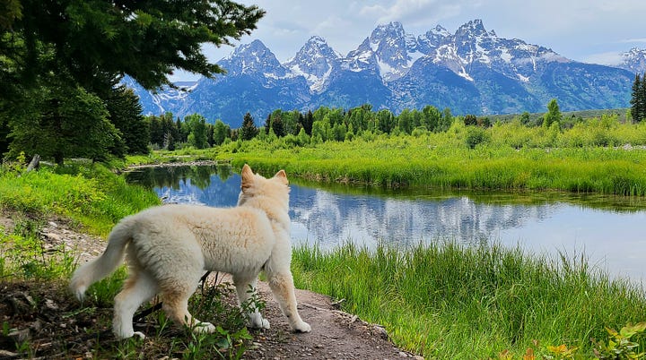 White german shepherd-husky mix puppy standing in front of the Snake River overlooked by the Teton mountain range. The same puppy is cuddling with a woman at an overlook on Dog Mountain, with the Columbia River in the background.