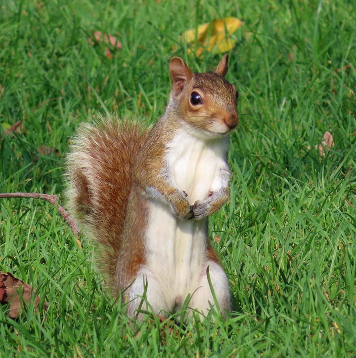 Left: Gray squirrel standing in green grass Right: Gray squirrel campaign poster 