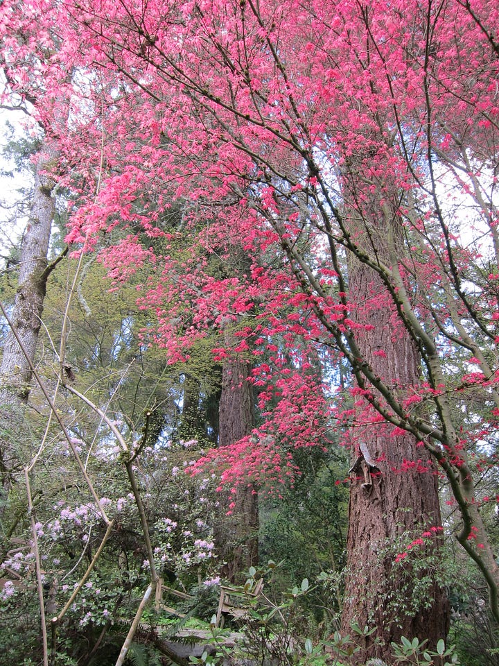 Several shots of the Deshojo Japanese maple crimson colored foliage with dark wiry branches and trunk layered over the green of the rest of the garden.