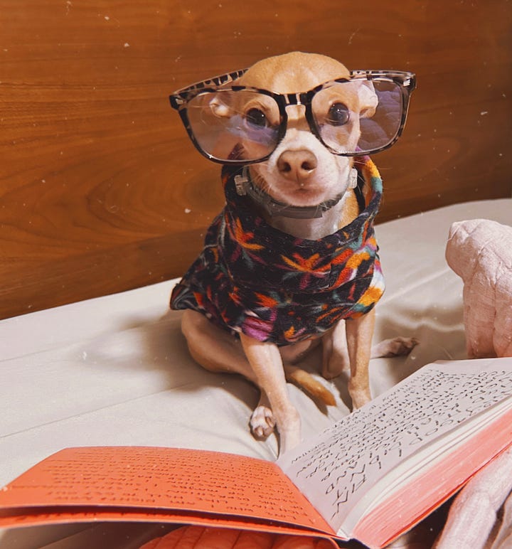 Chihuahua wearing a fleece and eye glasses.  He sits on the bed with a journal as if reading.