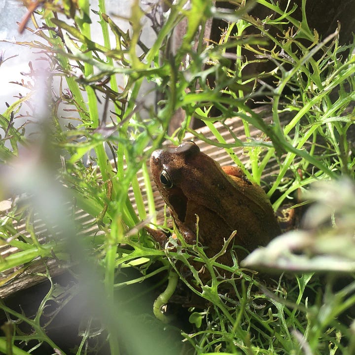 Organic pest management, interplanting, and respecting nature's cycles, all part of organic food growing principles. Images show a ladybird mating session on a leaf, a frog in the glasshouse, interplanted dill/celery/nasturtium, and a shiitake mushroom chamber.