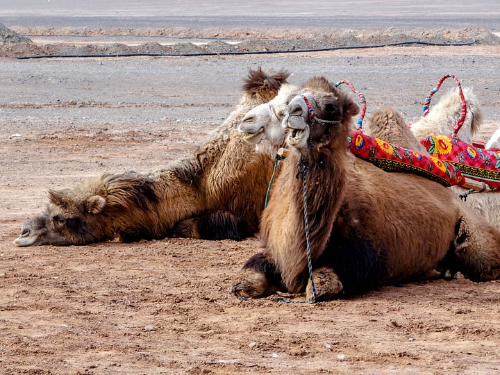 Bactrian camel Turfan