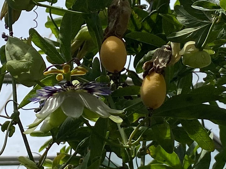 Blue flowering maypop and round yellowish fruits on the vine