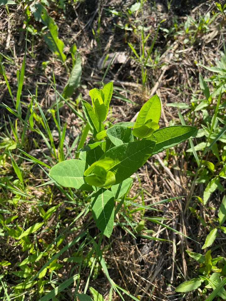 Dogbane, Apocynum cannabinum