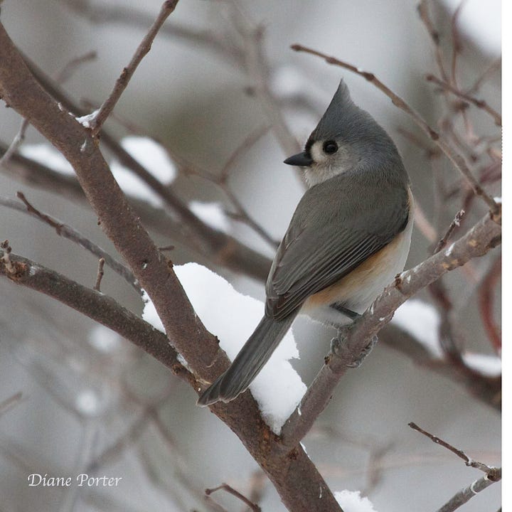 Tufted Titmice, somewhat safe from hawks in the shelter of dense branches