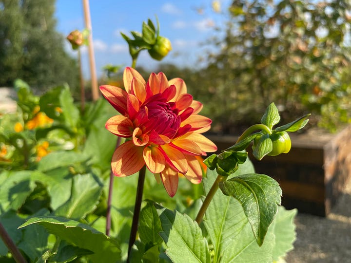 Autumn Flowers