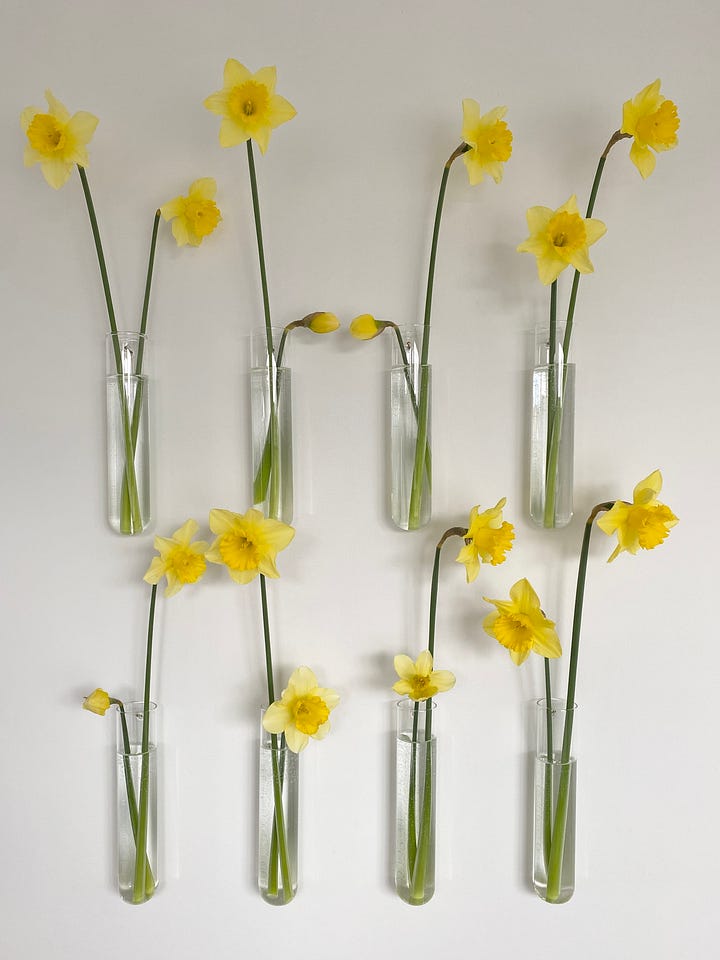 daffodils in vases, and in wall mounted bud vases