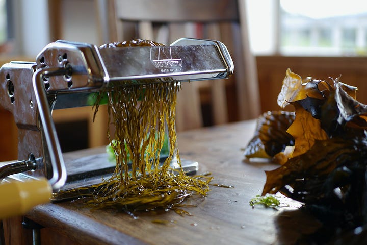 kelp drying inside, giant kelp noodles