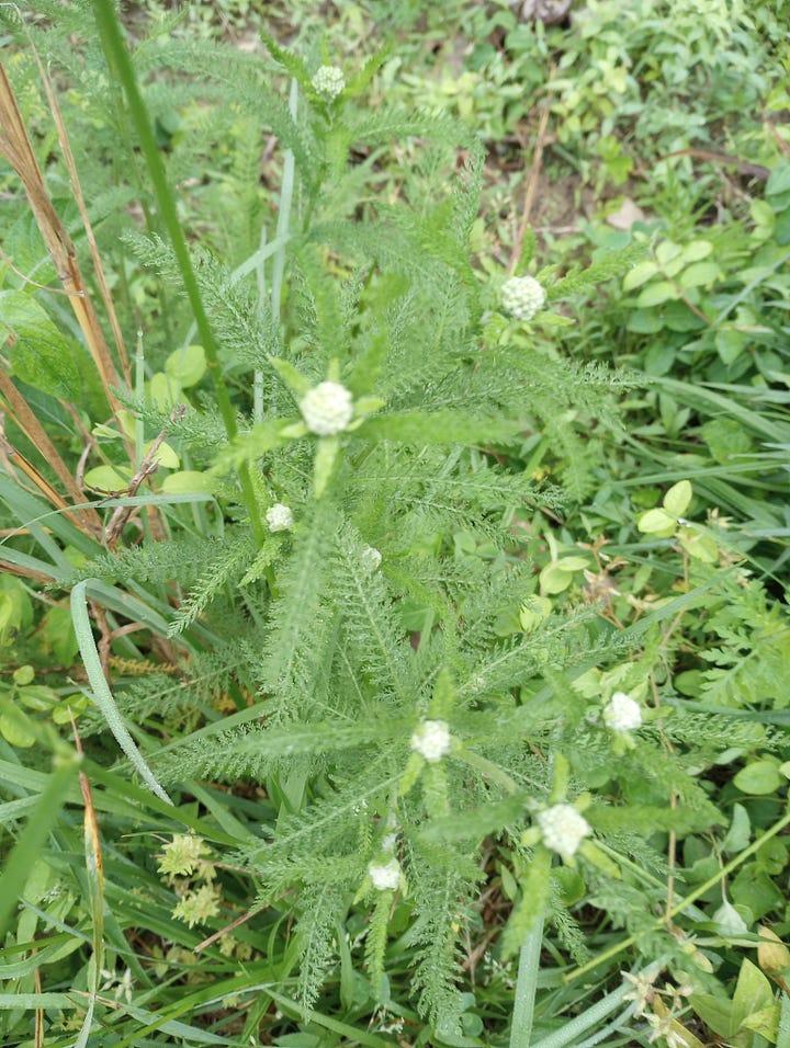 Yarrow - Achillea millefolium