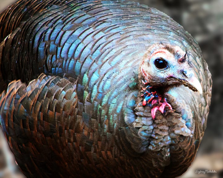 An image gallery features a close-up portrait of a female wild turkey, and an abstract close-up of wild turkey feathers.