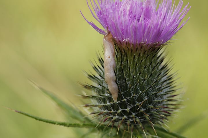 A cream coloured slug climbs through the spines and up to feed on the flower of a spear thistle (Cirsium vulgare)