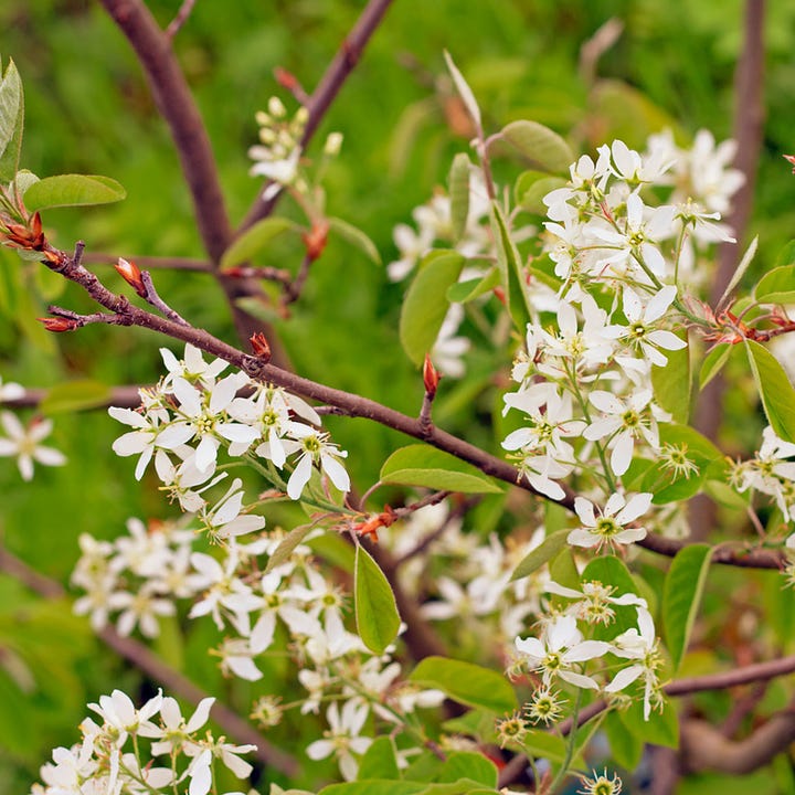 Small native trees for shade: flowering dogwood and serviceberry
