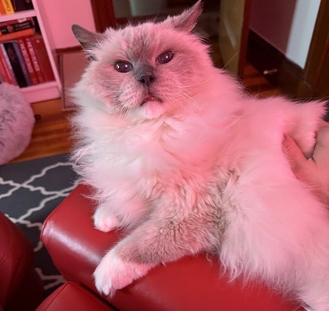 A white and gray ragdoll cat laying on a red chair.