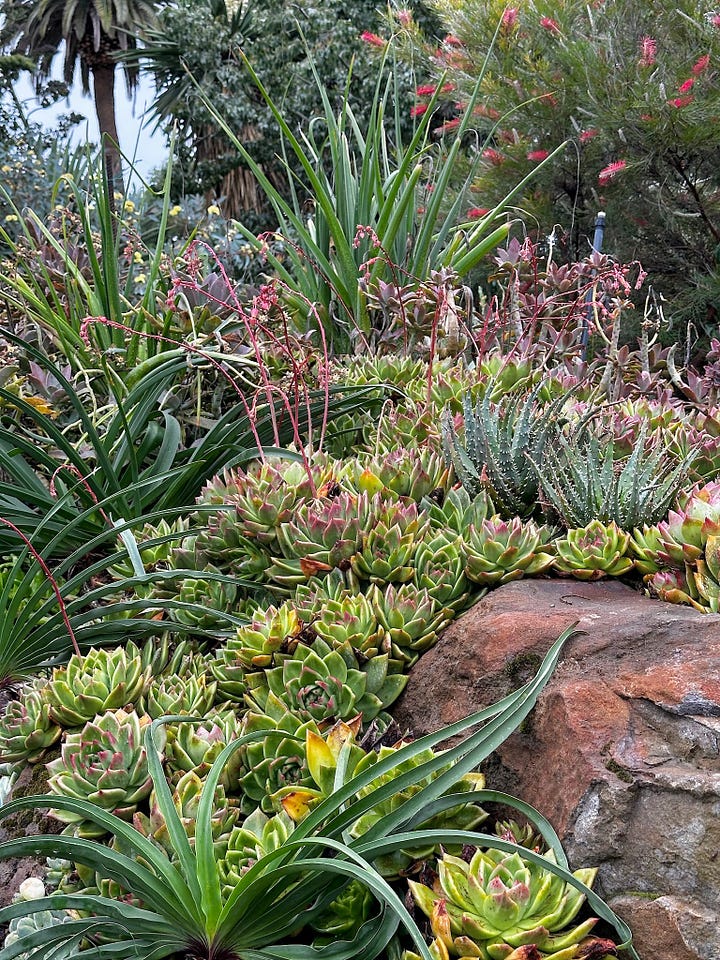 The Ruth Bancroft Garden is the first to be preserved by The Garden Conservancy: "Our very first preservation garden, located in Walnut Creek, in California’s Ygnacio Valley, the Ruth Bancroft Garden is recognized as one of America's finest examples of a dry garden. It features a variety of rare and extraordinary succulents and cacti." 