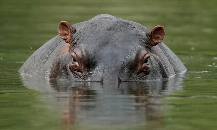 Left: A hippo at Hacienda Napoles Park, once the private estate of drug kingpin Pablo Escobar in Colombia. Right: Virginia Vallejo and Pablo Escobar