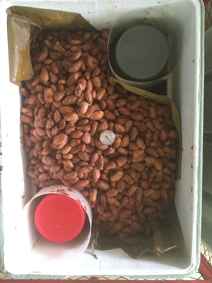 Cacao fermentation