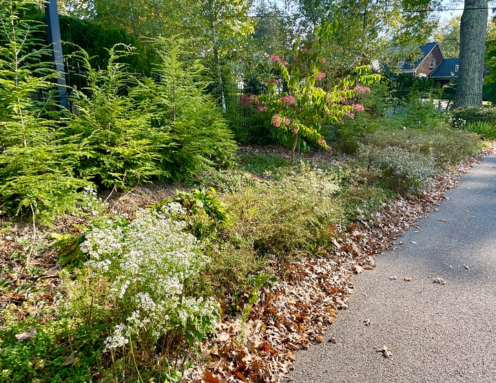 The Curb outside of the Birch Walk includes the Seven-Sons tree (Heptacodium) and Anemone 'Honorine Jobert.' 