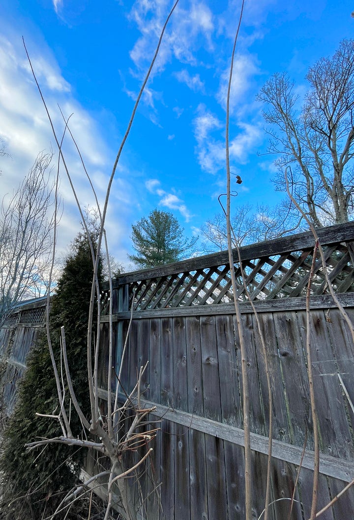 Cotinus ’Grace’ getting its late winter prune. It is cut back hard do that new branches and foliage will keep to border size. The long shoots I am removing grew just last year