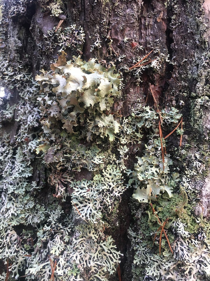 Images: 1-4. Abernethy Forest, with similar views of lichen-encrusted pine trees and close-ups of various types of lichen varieties.