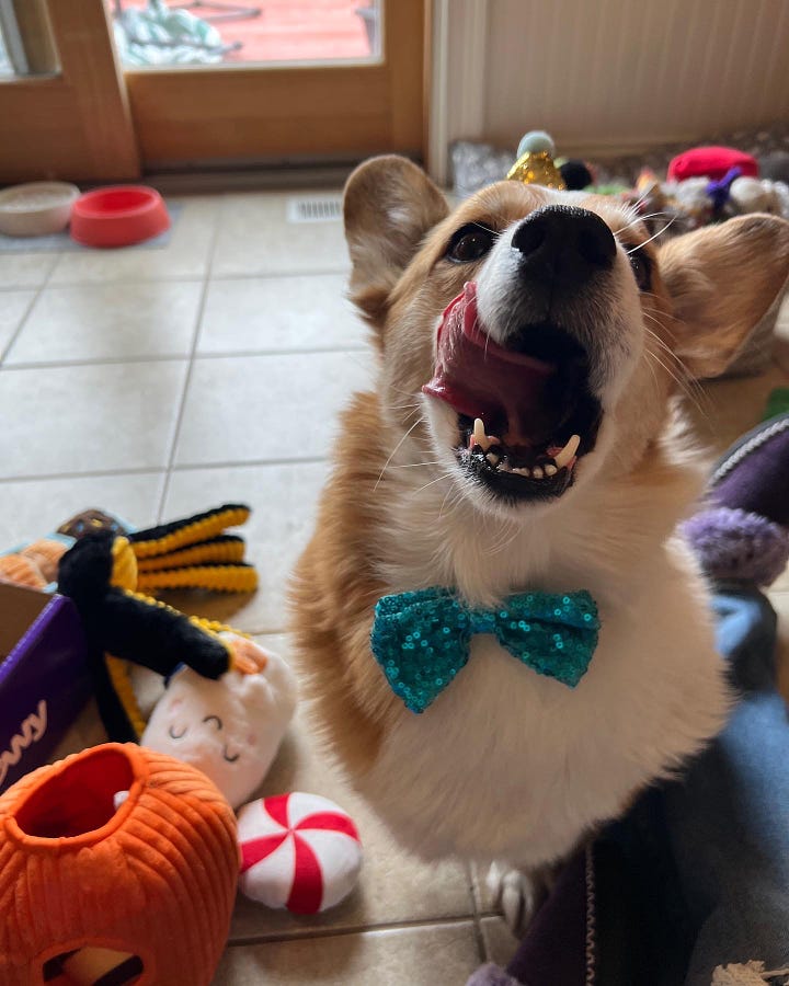 Left: photo of a white and red corgi with a sparkly bowtie and party hat. Right: the same corgi is licking his lips after eating a treat. 