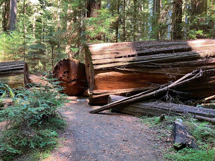 Redwood forests