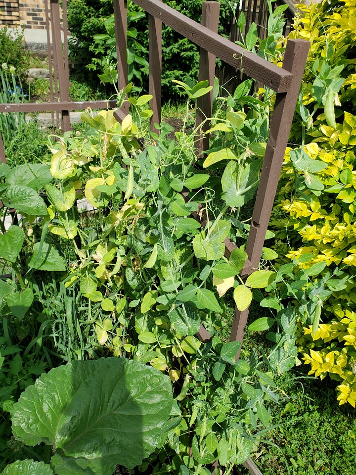 The first image shows climbing bean plants with green leaves. The second shows the yellowing of the leaves, indicating the ending of a cycle