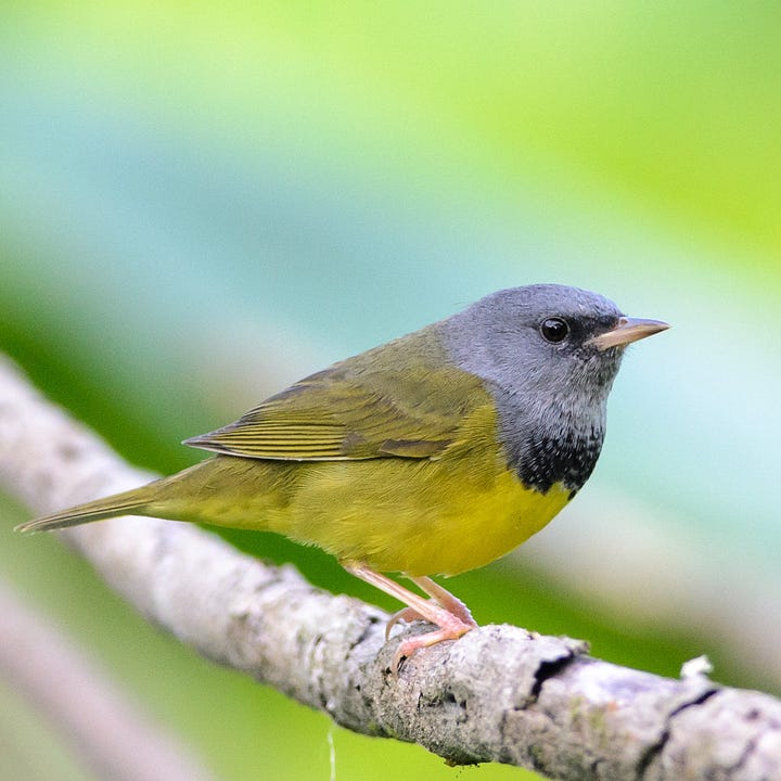 A Complete-ish Guide to Eastern Warblers