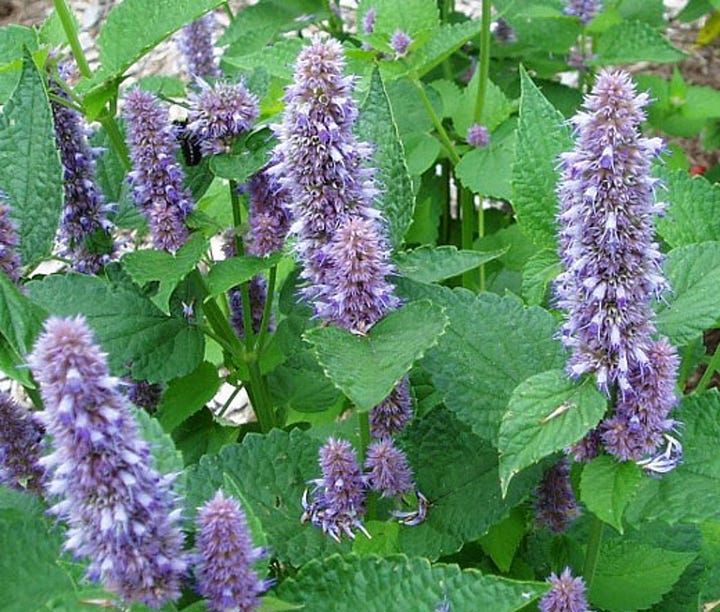 1. light purple spearmint flowers, 2. purple anise hyssop flowers with prominent leaves