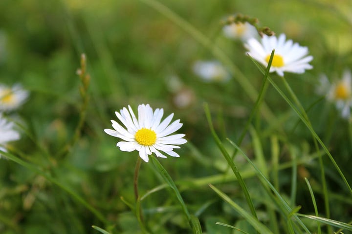 1. Leaves of the Lus Mór. 2. Daisy, stock photo by Margarita Kosior, Unsplash