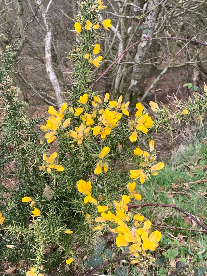 There are two photos. One shows the yellow common gorse flowers, the other the pink bilberry flowers.