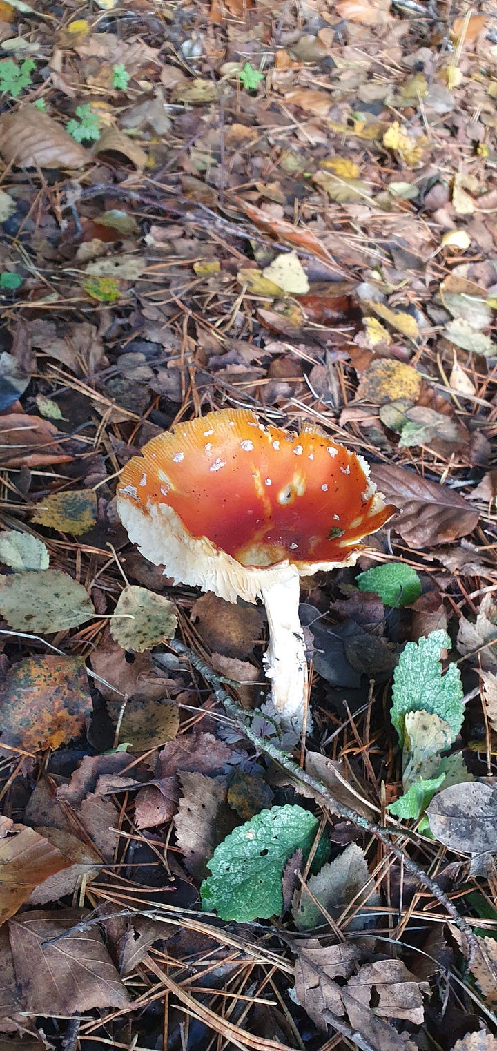 Oak moss, a bud on a fir tree, a rain soaked street in the winter sun, a half eaten fly agaric toadstool