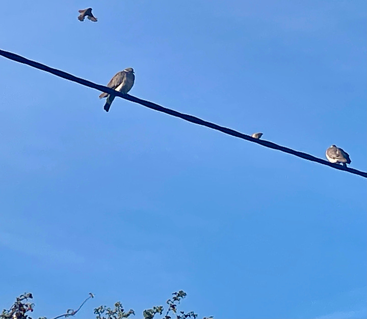 pigeons on a wire with incoming sparrow; a low sun over fields