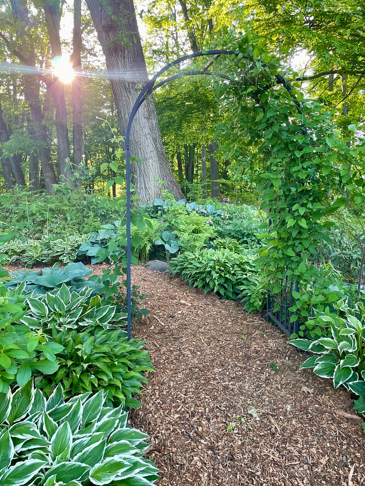 The entrance to the Primrose Path in the Woodland Garden: January and June