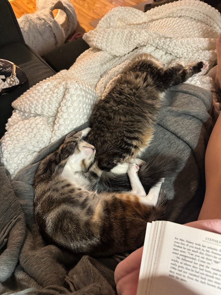 Kitten lays on couch splayed out, kitten sleeping with head near butt of other kitten