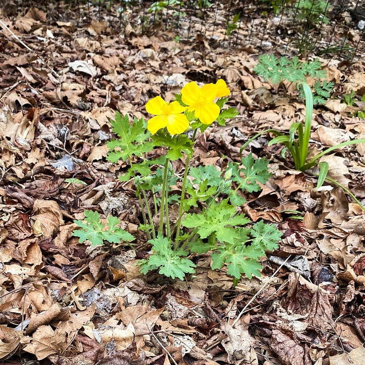 Spring Plants in Pennsylvania