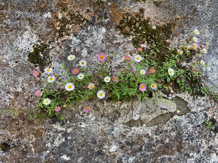 two photos of white and pink/purple wildflowers growing out of crevices in a wall along a street in San Sebastian, Spain.