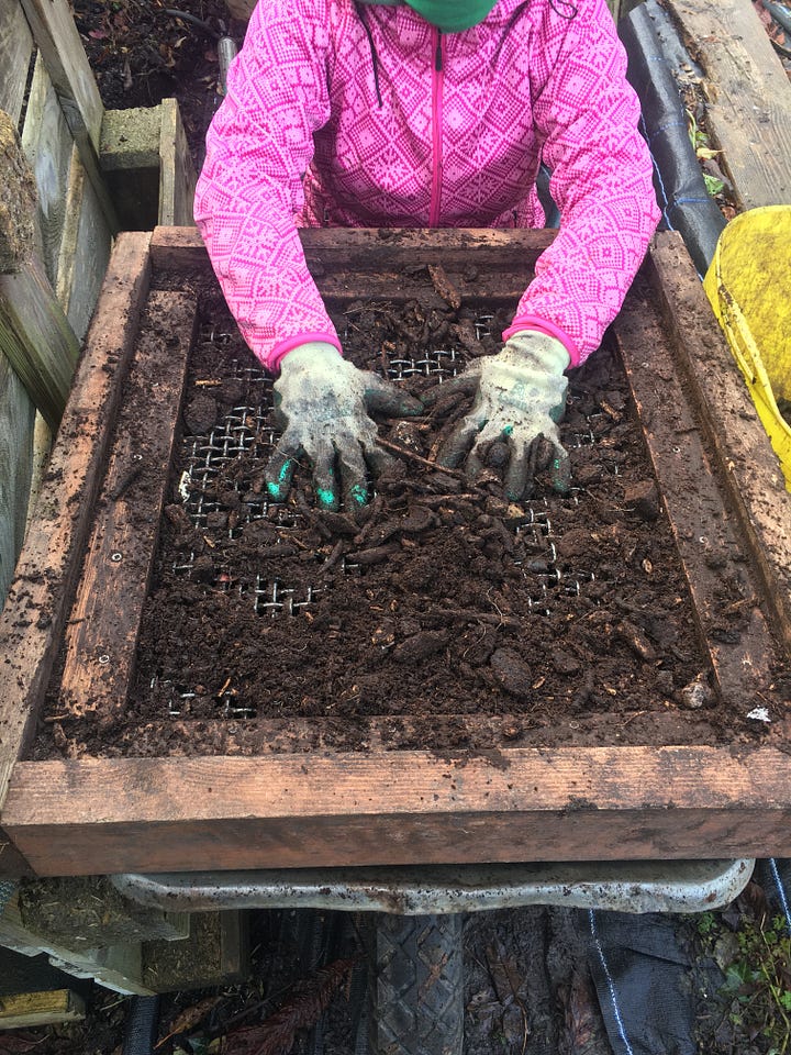 A volunteer satisfyingly sieving leaf mould into a fine tilth.