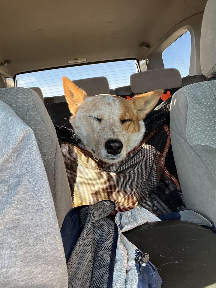 dog asleep in the car and dog ready to get out of the car