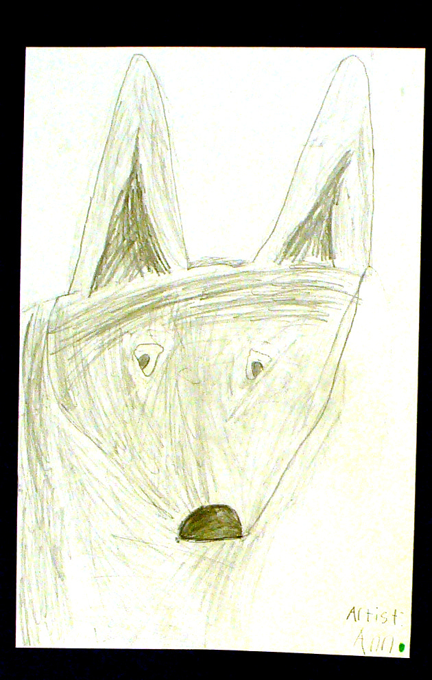 Young artists' drawings of wolf portraits in Sherry Killam Arts.