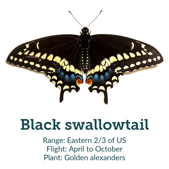 American lady and black swallowtail butterflies with their U.S. ranges, flight times, and recommended hosts to plant to attract them to your yard