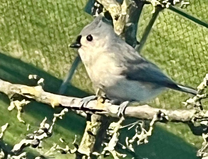 On the left side, there is a photo of a glass sliding door leading to the balcony, with a garland of white flowers and green leaves above it. On the right side, there is a photo of a titmouse on a branch in a tree.