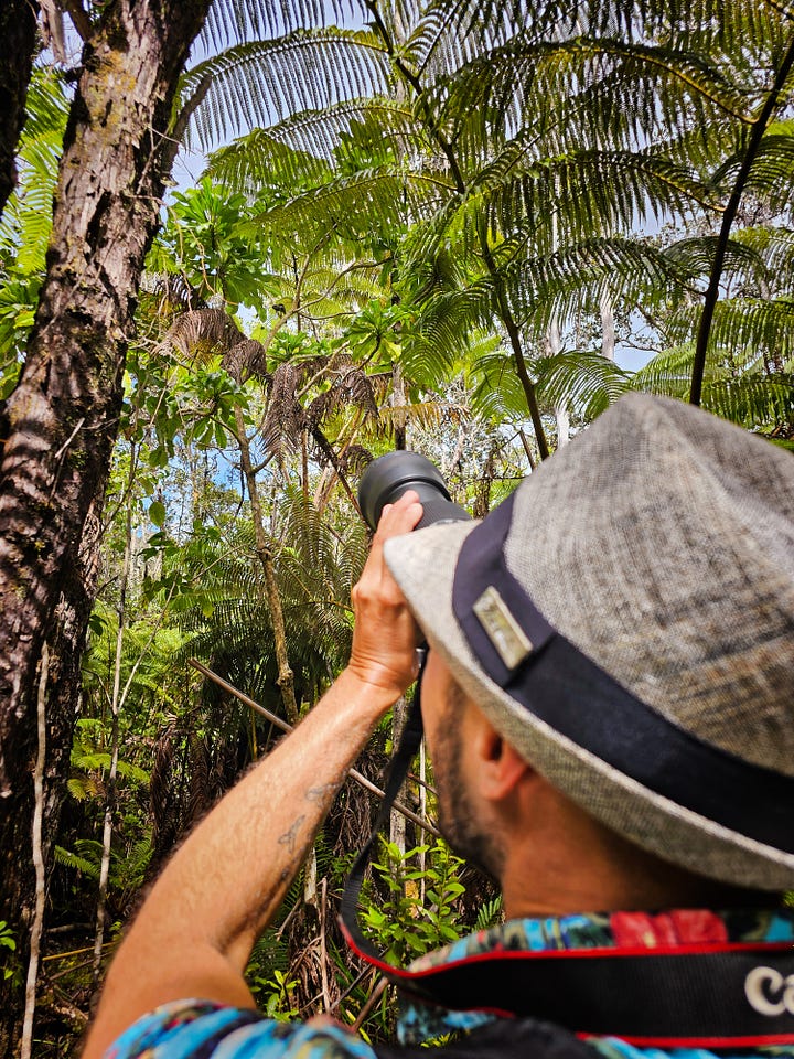 Rob Taylor photographing a Jackson chameleon in Hawaii Volcanoes National Park
